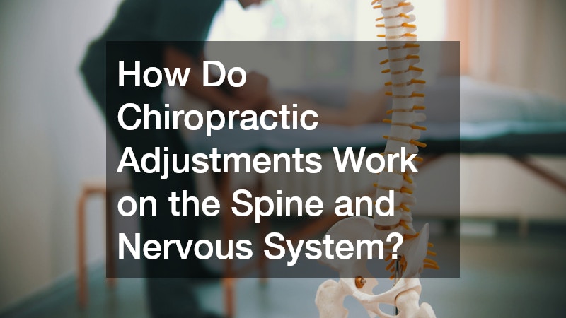 a spinal cord model